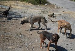 Başıboş köpekler yaban hayatı ve trafik güvenliğini tehdit ediyor