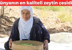 Dünyanın en kaliteli zeytin çeşidi: Kilosu 200 TL: Kahvaltıların vazgeçilmez lezzeti