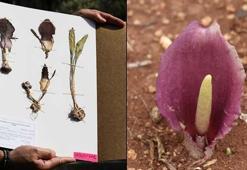 Mantar toplarken keşfetti, adı literatüre geçti! 'Karaman yılan pancarı' olarak da biliniyor, tek farkı...