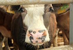 Şap alarmı! 2 mahallede başladı, 19'u karantinaya alındı