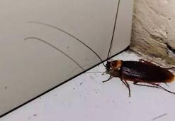 Hamam böceği korkusu komşusunun ölümüne neden oldu! Evini ateşe verdi...