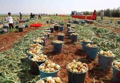 Hasadı başladı! Kilosu 18 liradan satılıyor: Doğadaki en güçlü antioksidan damarda biriken kolesterole yağ çözücü etkisi yaratıyor, yüksek tansiyonu düşürüyor