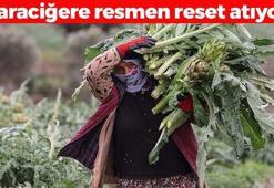 Karaciğere resmen reset atıyor! Yeşil altın olarak biliniyor, tanesi 100 TL! Yağları mıknatıs gibi çekip kolesterolün kökünü kazıyor!