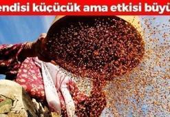 İnek sütünden 10 kat daha faydalı! Kemikleri betona çeviriyor, tıkalı damarları yağ çözücü gibi açıp kalsiyum, demir ve magnezyum depolarını fullüyor!