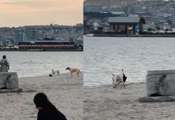 Büyükçekmece'de kapkaççı köpek kameraya anbean yansıdı