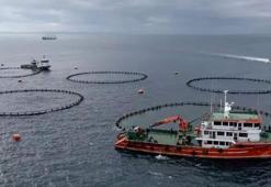 Karadeniz su ürünleri ihracatından 9 ayda 278,7 milyon dolarlık kazanç