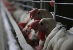 Kuş gribi alarmı! 460 bin tavuk itlaf edilecek