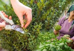 Türkiye'de yetişiyor ama yüzüne bakan yok! Yoğurtla karıştırarak yiyin: Böbrekleri temizleyip, organları yeniden doğmuş gibi yapıyor