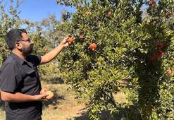 Avrupa Birliği tescilli lezzette hasat başladı! Suyunu sıkıp bardak bardak içenin kolesterol seviyeleri anında yere çakılıyor, doğanın C vitamini kralı olarak biliniyor