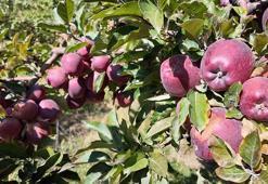 Kışın vazgeçilmezinde hasat vakti! Kilosu 30 TL: Tıkalı damarları yağ çözücü gibi açıyor, C vitamini kralı!