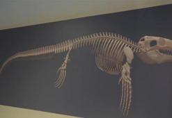 70 milyon yıllık 17 metrelik dev canlı Kastamonu'da keşfedildi