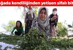 Doğanın bin yıllık antibiyotiği! İltihabın kökünü kurutup bağışıklığı çelik gibi güçlendiriyor! Limon ve sarımsaktan 10 kat daha etkili