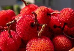 Sadece Mersin'de yetişiyor! Portakalı 20'ye katlıyor: Kralların meyvesi olarak biliniyor, böbrekleri diyalizin pençesinden alıyor