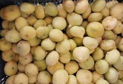 Mersin'de hasadı tamamlandı! Yaşının kilosu 150 TL, kurusu 700 TL'den satılıyor: Beton gibi kemiklerin sırrı, bağırsakları da motor gibi çalıştırıyor!