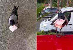 Poğaçayla besledi, 10 lirasını kaptırdı! Hatay’daki karganın akıl dolu hareketi güldürdü