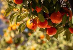 Hastalıklara karşı kalkan oluşturan 8 besin! Uzman isim tek tek saydı