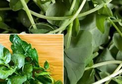 Dünyanın en sağlıklı sebzesi! Ispanaktan 10 kat daha faydalı: Kalsiyum, potasyum ve demir deposu