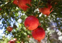 Yüzyılın doğal şifası! Her gün bir bardak için: Damarları gençleştiriyor, böbrekleri yeniliyor