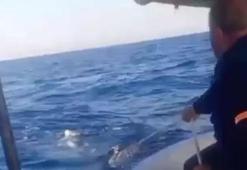Hatay açıklarında görüldü! Tekneyle aynı uzunlukta: 'Böylesini ilk defa gördüm, çok korktuk'