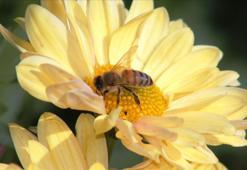 KASIM AYI ÇİÇEKLERİ! Kasım ayında hangi çiçekler alınır, kasım ayı çiçekleri ve anlamları