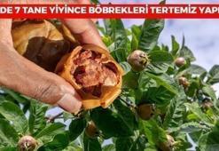 Günde 7 tane yiyince böbrekleri tertemiz yapıyor: Hak ettiği değeri görmüyor ama 7'den 70'e herkese şifa dağıtıyor