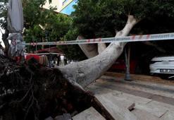 Antalya'da faciadan dönüldü: Araçların üzerine devrilen ağacın altında kalmaktan son anda kurtuldu