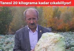 Dededen toruna miras kaldı! 30 yıldır satıyor: Tanesi 20 kiloya kadar ulaşabiliyor