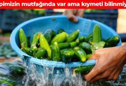 Yüzde 95'i sudan oluşuyor! Pazardan, manavdan kilo kilo alın: Vücudu dip köşe arındırıyor, 'doğanın su deposu' olarak biliniyor