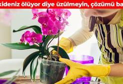 Bahçıvanlar sır gibi saklıyor! Orkideyi canlı tutmanın altın kuralları