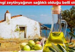 Normal mi sızma zeytinyağı mı daha sağlıklı? Herkes cevabını merak ediyor