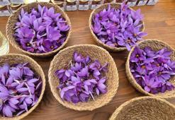 Tekirdağ'da topraktan servet çıkıyor! Kilosu 600 TL: Tek tek elle toplanıyor