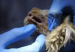Sivas'ta kedi AIDS'ine rastlandı: Bu hastalığın tedavisi yok!