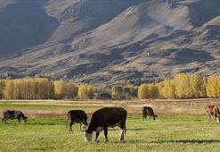 Üreticileri yakından ilgilendiriyor: Hayvancılık desteklerinde düzenleme