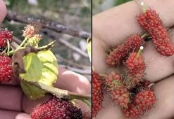 Mevsimleri şaşırıp kış ayında meyve verdi, görenleri şok etti!