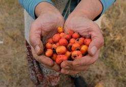 Dağlık arazide yetişiyor, toplaması son derece zahmetli! Sirkesini yapıp içince kan şekerini terazi gibi dengeliyor, doğal mide ilacı