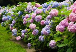 Kral Charles’ın eski bahçıvanı sırrını verdi! Ortancaları coşturan yöntem