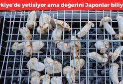 Türkiye'de yetişiyor ama değerini Japonlar biliyor! Kilosu etle yarışıyor: Karaciğeri kalkan gibi koruyor, yüksek tansiyonun kökünü kurutuyor