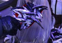 Kilosu 40 TL'ye kadar düştü! Kolesterolün kökünü kazıyıp kemikleri betona çeviriyor!