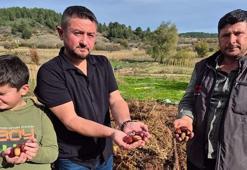 Hasadı başladı, faydasını duyan torba torba alıyor! Kemikleri betona çevirip kan şekerini terazi gibi dengeliyor!