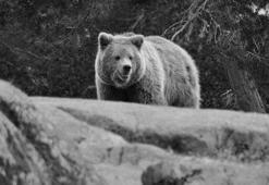 Ayı saldırıları Japonya'yı salladı! Ordu sokaklara indi