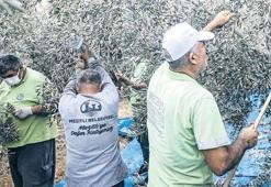 Belediyenin zeytini öğrencilere burs oldu