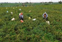 Samsun'da ağlaya ağlaya hasat ediliyor! Kilosu 15 TL: 70 derdin şifası