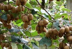 Kilosu 70 TL'den torba torba satılıyor! Erkenden yaşlanmayı engelleyip kırışıkları ütü gibi açıyor, damarları anında genişletiyor!