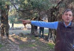 Dünyada sadece 4 ülkede var! Asırlık gizem: Kim getirmiş bilen yok