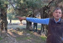 Dünyada sayılı, Türkiye’de tek: Gökçeada’daki gizli zenginlik