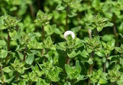 Dağlarda kendi kendine yetişiyor! Limon ve sarımsaktan 30 kat daha etkili: Öksürük, balgam ve boğaz mikroplarının kökünü kurutuyor!