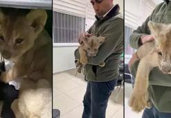 Yasa dışı yollarla Türkiye’ye getirilen ‘yavru aslan’a el konuldu