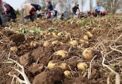 Sivas'ta senenin son hasadı başladı! Tarlada kilosu 12 TL: Sindirim sorunlarını geçirip kemikleri betona çeviriyor!