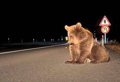 Yol kenarında bitkin halde bulundu! Bozayı yavrusu tedavi altına alındı