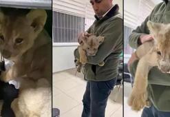 Tuzla’da yasa dışı yollardan getirilen Afrika aslanı ele geçirildi